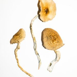 Golden Mammoth Mushroom strain - large golden caps and thick stems