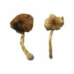 Koh Samui Mushrooms