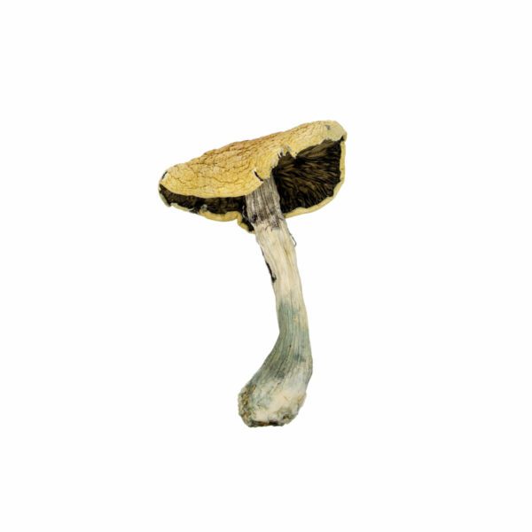 Psilocybe cubensis Golden Teacher strain, renowned for introspection and enhanced sensory experiences