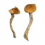 Big Mex Mushrooms