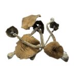 Illusion Weaver Mushrooms