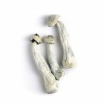 Albino Penis Envy (APE) Magic Mushrooms