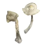 Albino Golden Teacher Magic Mushrooms
