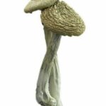 Albino Zilla Magic Mushrooms