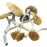 Mckenaii Magic Mushrooms