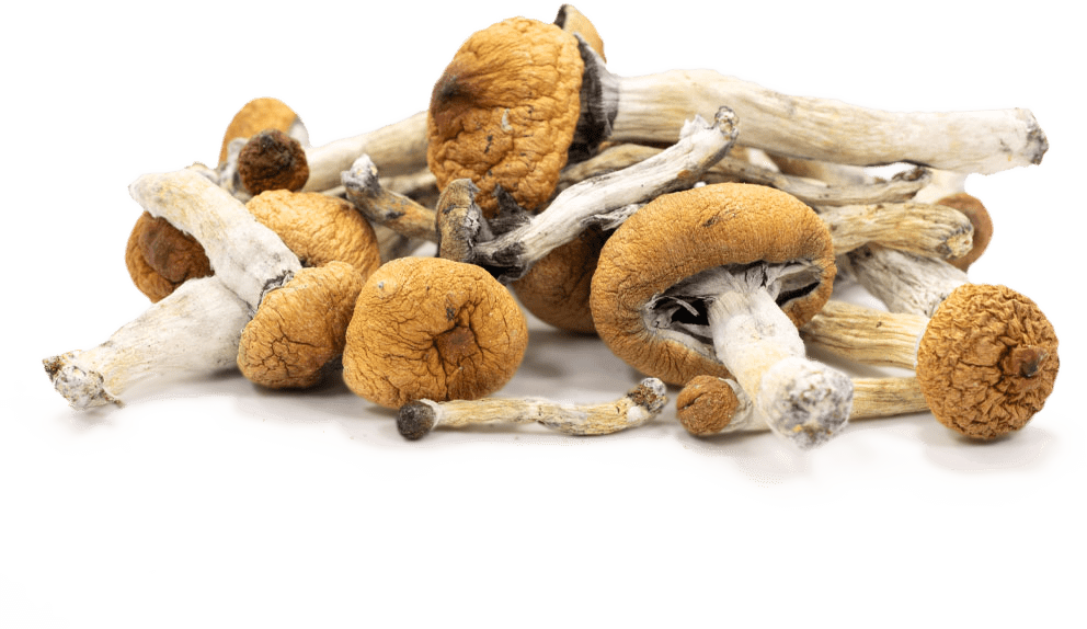 Pile of dried magic mushrooms from Top Shelf Shrooms, Canada's premier online magic mushroom dispensary