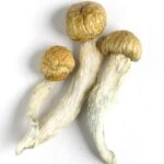 Texas Penis Envy Magic Mushrooms