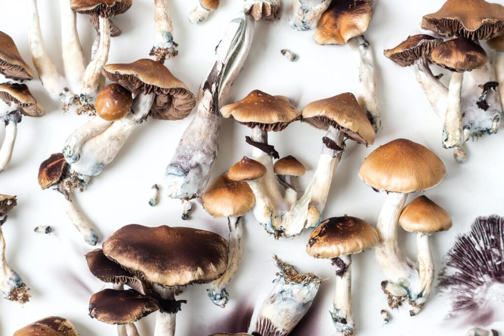 Ranking the top 10 strongest shroom strains