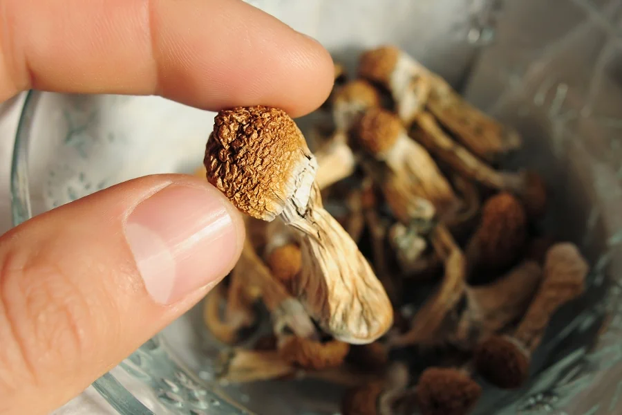 Person holding a psilocybe cubensis mushroom from a bag of magic mushrooms that was safely purchased online