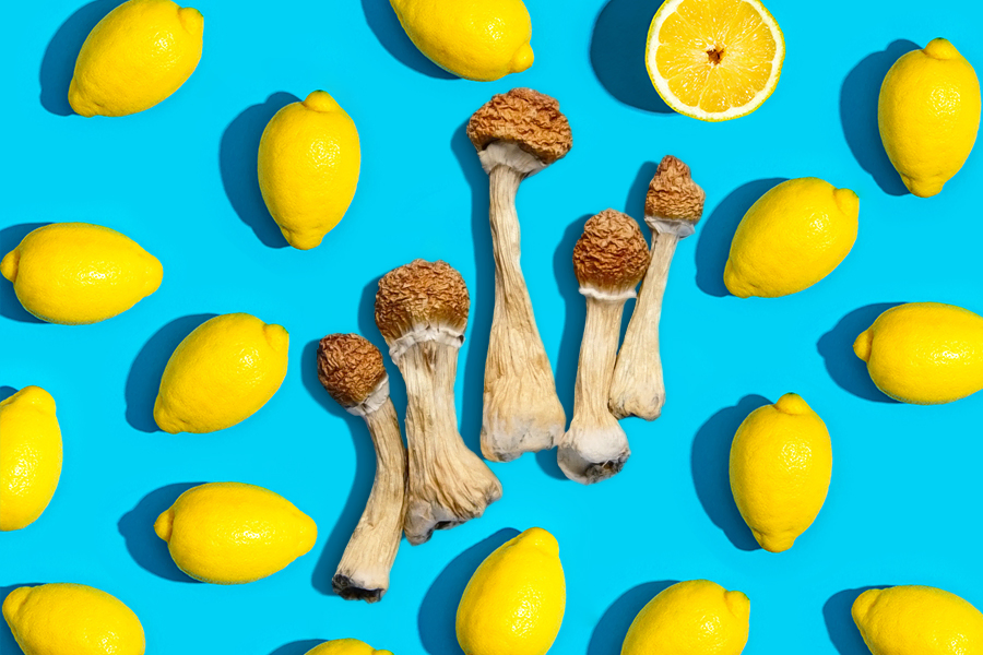 Psilocybe cubensis mushrooms surrounded by lemons on a vibrant blue background